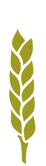 Gluten