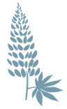 Lupine