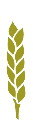 Gluten
