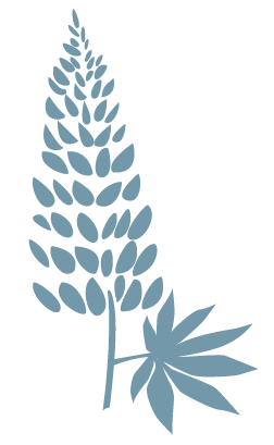 Lupine